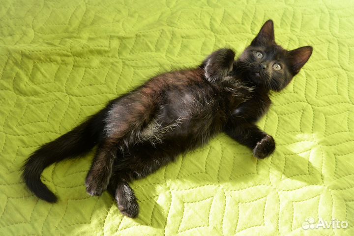 Ласковый игривый котенок девочка 2 месяца