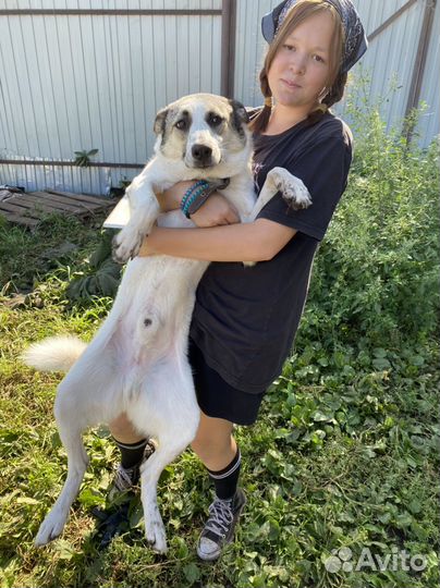 Метис лайки Шуртк