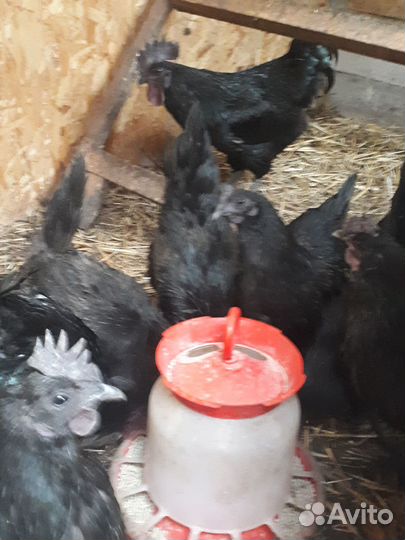 Инкубационное яйцо Ухейлюй