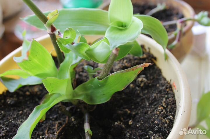 Золотой ус, комнатное лекарственное растение