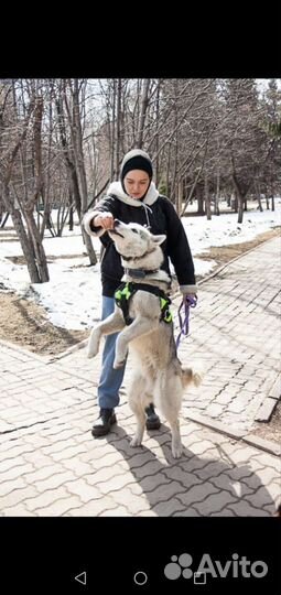 Выгуливать собак работа