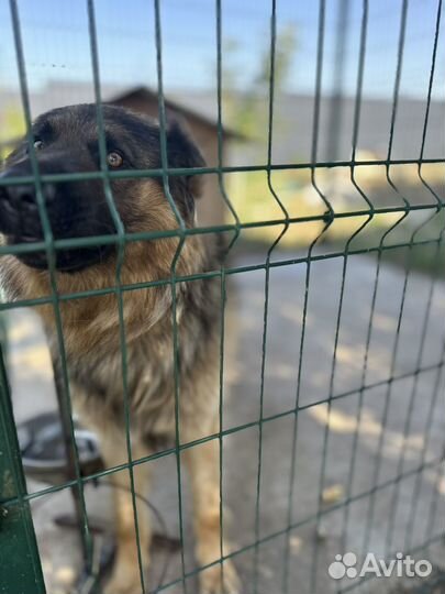 Немецкая овчарка вязка