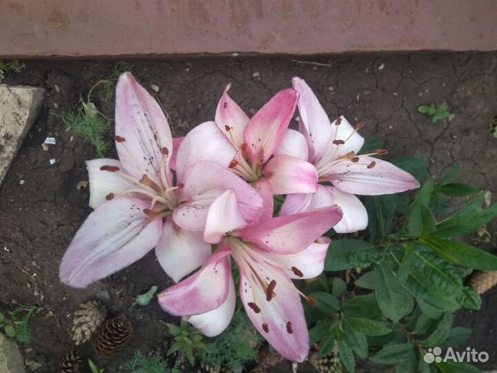 Лилии саженцы