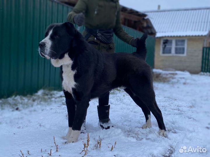 Вязка с кобелём Алабай