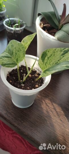 Комнатные цветы