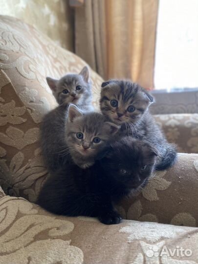 Котята