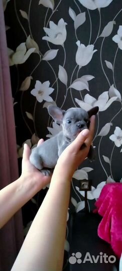 Французский бульдог мини