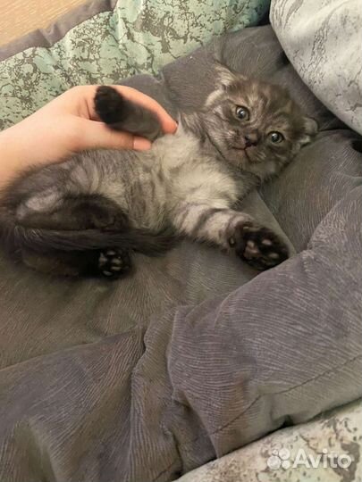 Сибирская кошка бесплатно