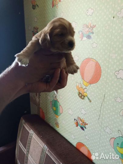 Кокер спаниель