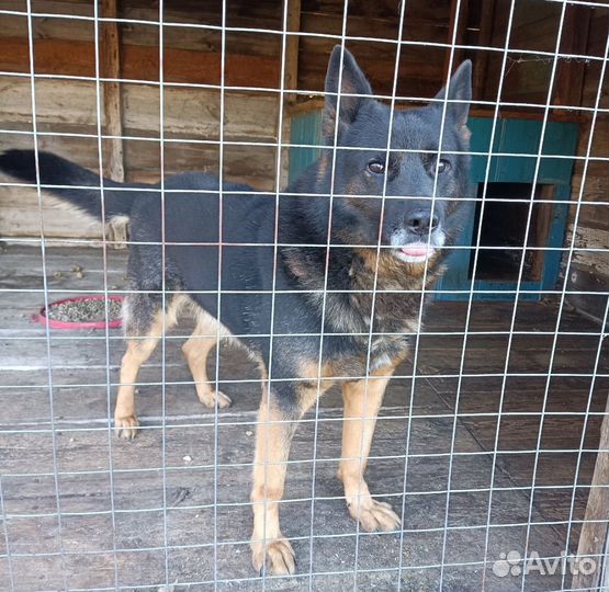 Собака в добрые руки