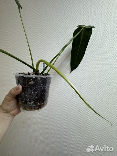 Филодендрон Philodendron esmeraldense narrow