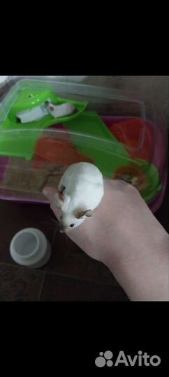 Клетка дюна с мышками