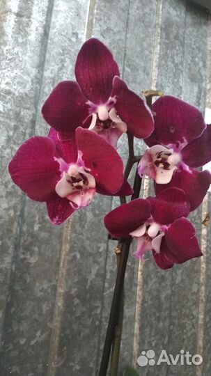 Орхидея фаленопсис