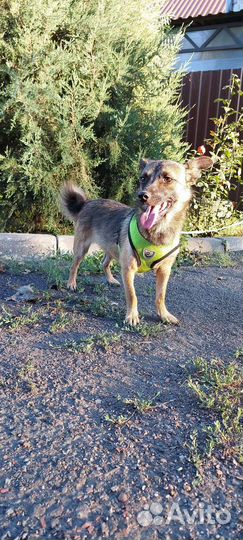 Коротколапик мальчик