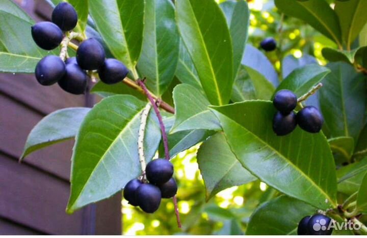 Лавровишня