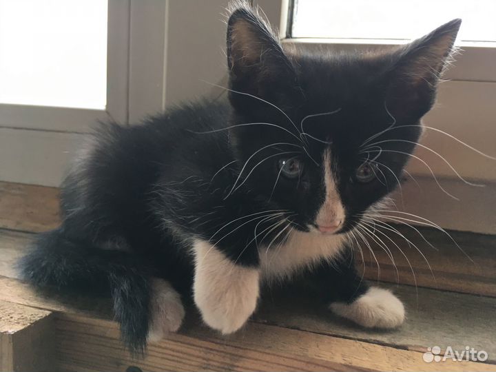 Отдадим котят