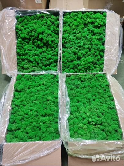 Мох ягель стабилизированный / опт и розница