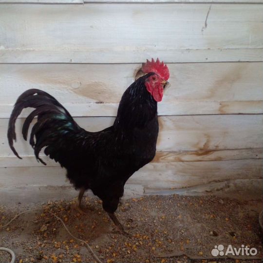 Куры и Петухи синь синь дянь