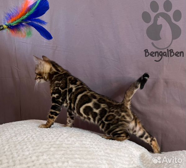 Бенгальская