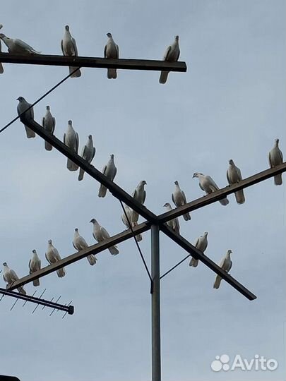Продажа голубь гривун