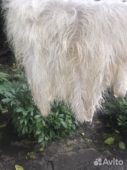 Шкура Козленка