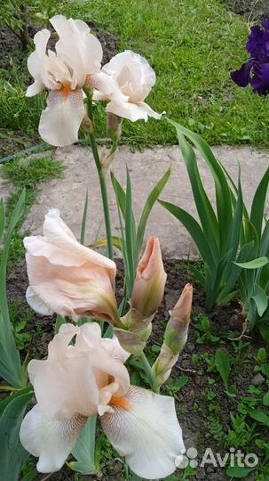 Ирисы бородатые, сортовые