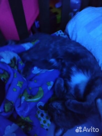 Отдам вопитаную кошку в добрые и заботливые руки