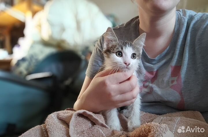 Котенок в добрые руки, мальчик