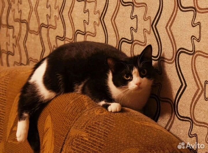 Котик Максим, 1 год кастрирован