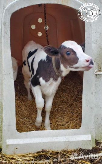 Телята бычки