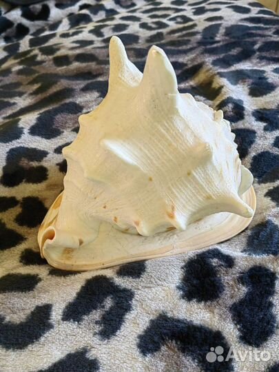 Ракушка морская большая Кассис Корнута