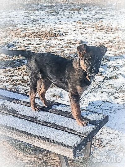 Щеночек Дося