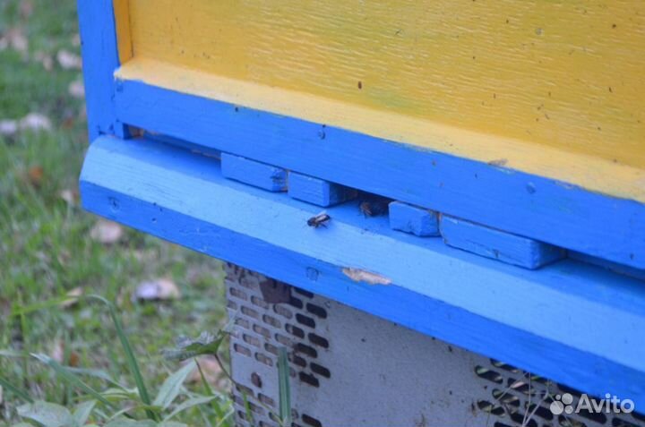 Мед цветочный с липовым 2023