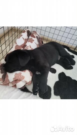 Вольер для собак в квартиру