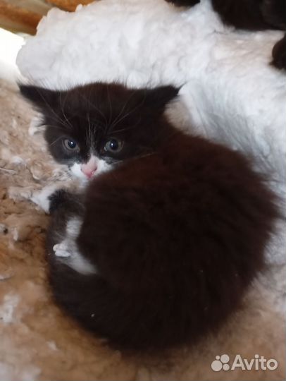 Домашние животные котята бесплатно