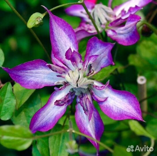 Саженцы клематиса