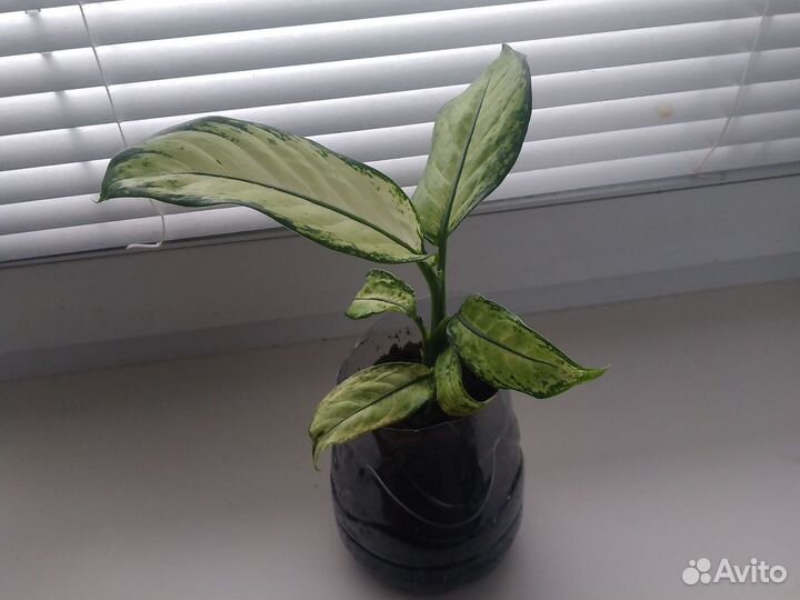 Диффенбахия