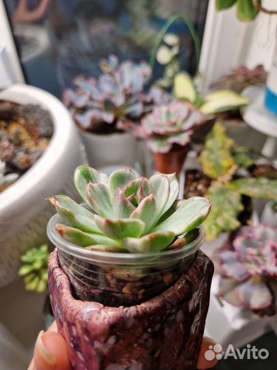Echeveria chris boney