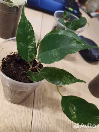 Сортовые фикусы