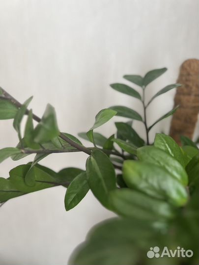 Цветок Замиокулкас Замифолия 55 см высота