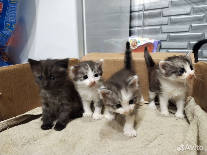 Котята в добрые руки