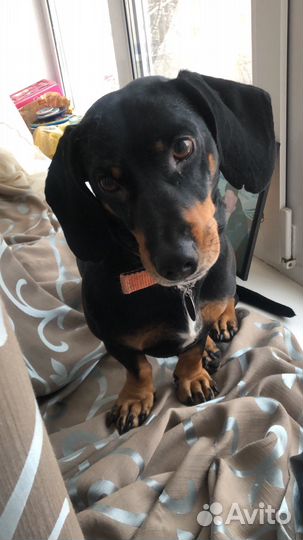 Вязка такса мальчик