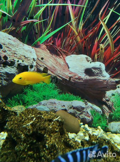 Лабидохромис Еллоу,мальки