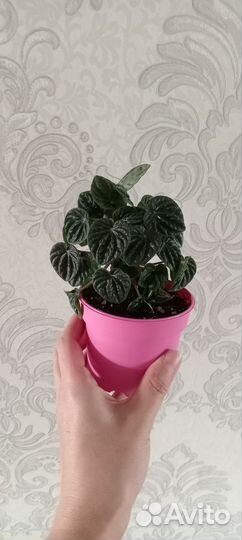 Цветы комнатные:бегония, герань арома, и др