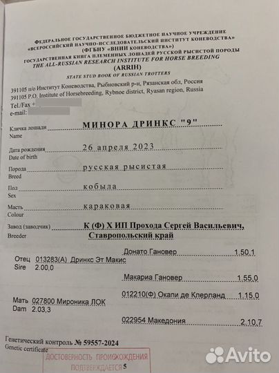 Лошади рысаки- призовых пород