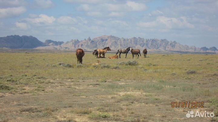Доставка лошадей и других животных по России