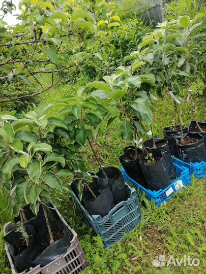 Колоновидные саженцы груши и яблони