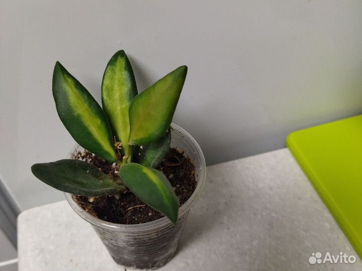 Хойя буртони варигатная