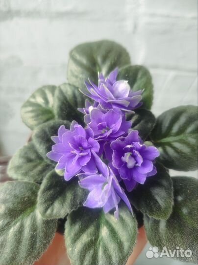 Фиалки. Мини. Сортовые, цветущие