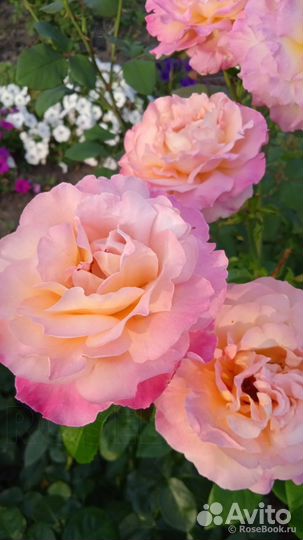 Чайно-гибридная Роза Чикаго Пис